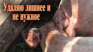 Содержание свиней // Какой уход такой и доход