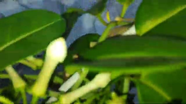 🌸🌸🌸🌸 смотреть онлайн