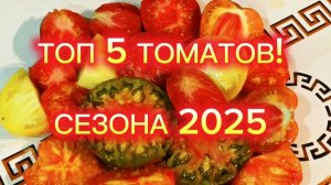 Самые вкусные помидоры сезона 2025!