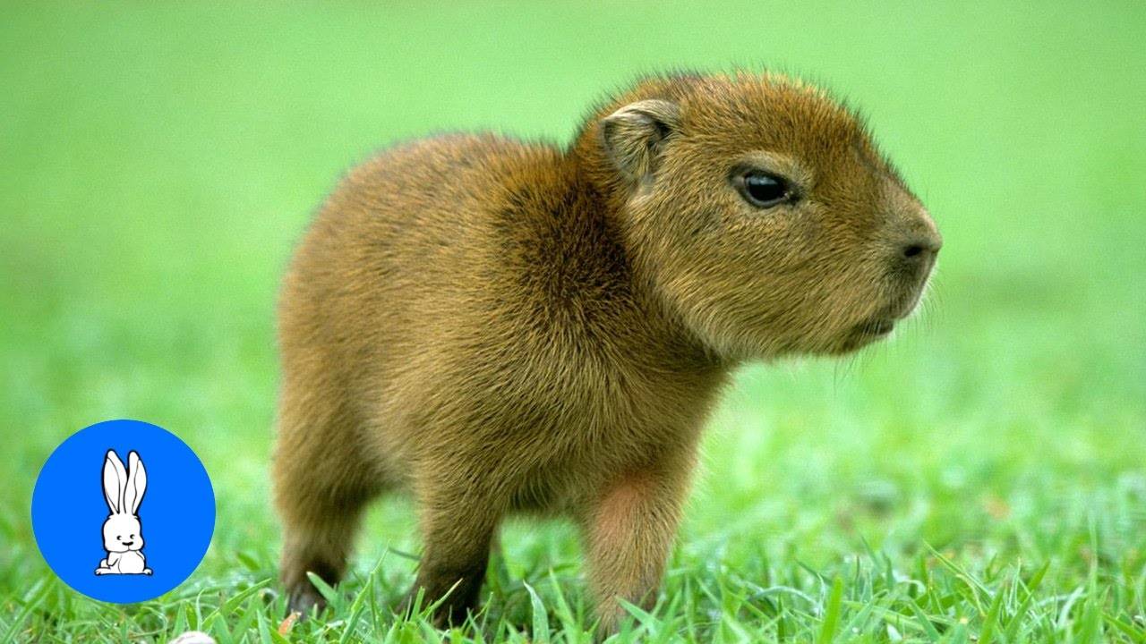 Малыши капибары играют - САМАЯ МИЛАШЕЧНАЯ подборка смотреть онлайн