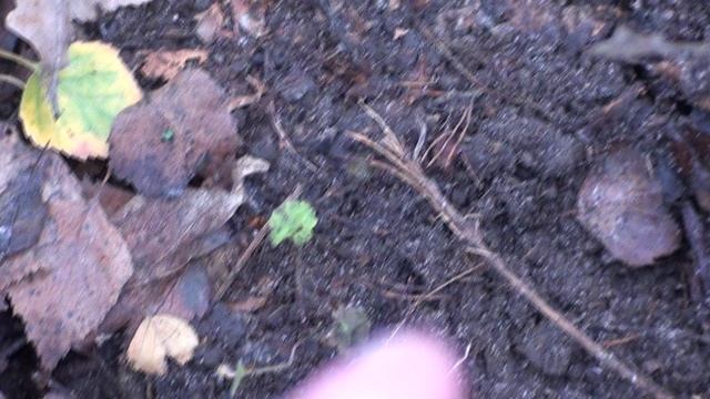 До чего довели ель