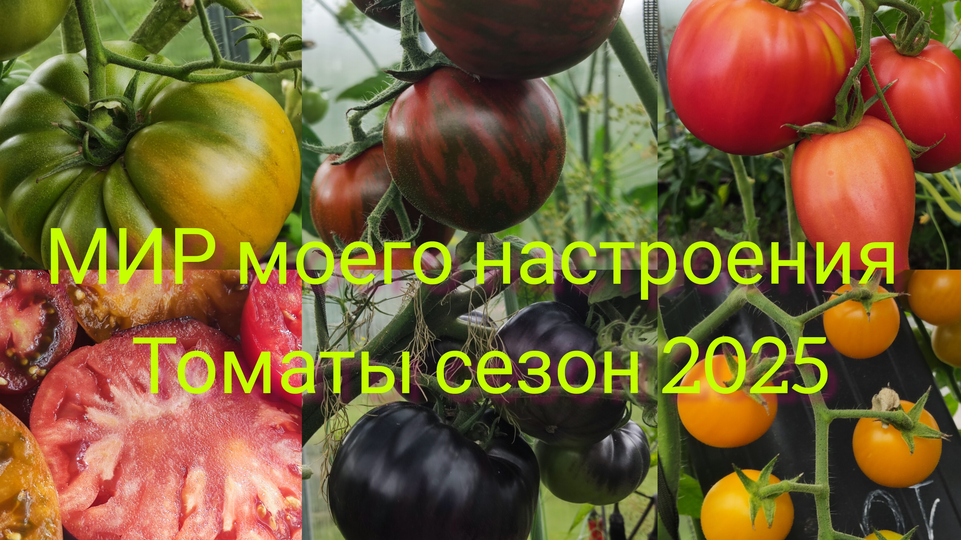 28.08.25 Дача.Томаты итоги сезона. смотреть онлайн