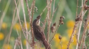 Звук природы. Пение птиц. Птицы. Пение птицы Певчий сверчок