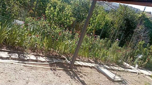 //Приехала на дачу//Кто-то сделал подкоп под сараем// смотреть онлайн