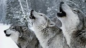 Интересные законы волчьей стаи.