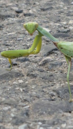 99 ночей в лесу