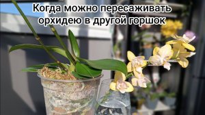 КРАСИВАЯ пересадка орхидеи: пошаговая инструкция #орхидеи