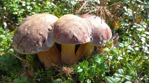 Боровой гриб 🍄 Лес , Еле донесла до машины в Горелом лесу На каждом шагу , Откопышы рулят