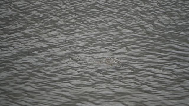 Хохлатая чернеть.