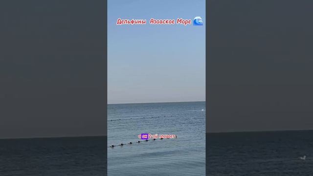 🐬 ДЕЛЬФИНЫ АЗОВСКОЕ МОРЕ 🌊 2025 СТ ДОЛЖАНСКАЯ "КАЗАЧИЙ БЕРЕГ" ПЕРЕЕЗД НА КУБАНЬ,ПЕРЕЕЗД НА ЮГ смотреть онлайн