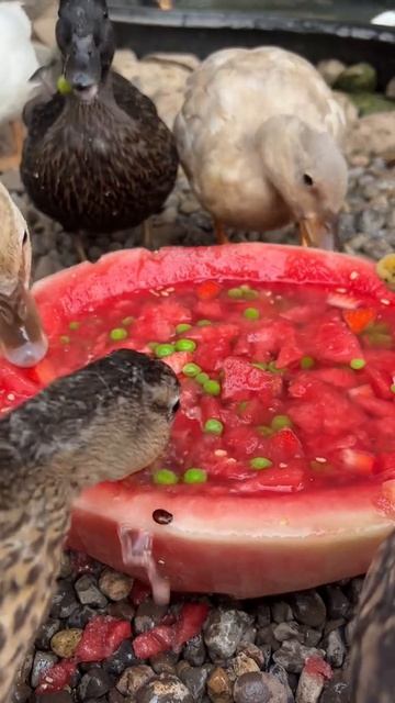 Утки едят арбуз. Милота и хруст! 🦆🍉