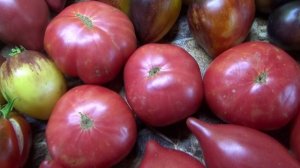 Томаты - новинки 2025 года. Томатный Гном Розовая Ливия - розовые крупные БИФ томаты.