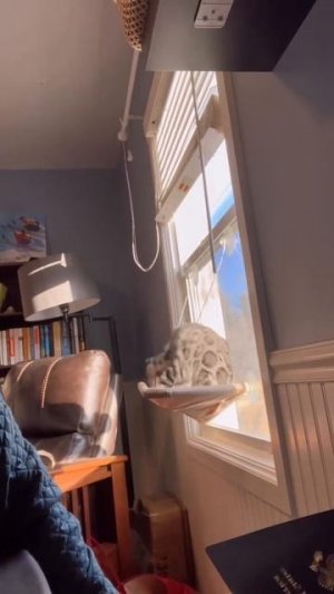 Приколы с котами