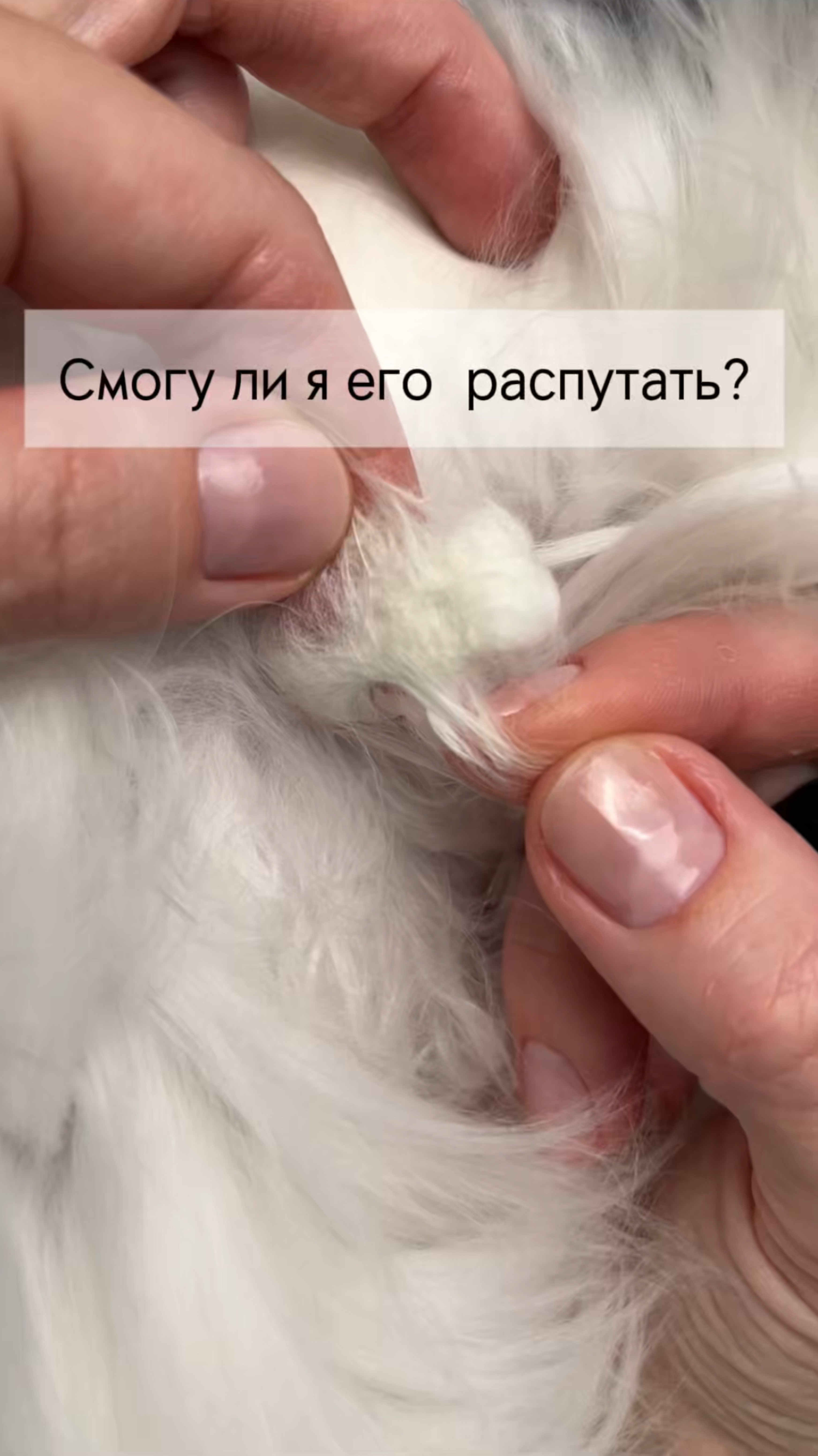 Полная версия видео в тгк #котики #рэгдолл #уходзакошкой #грумингкошек #выставкакошек