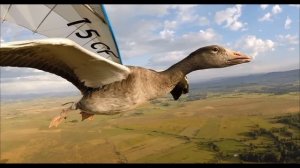 Ф. Шуберт. Вечерняя серенада.  F. Schubert.  Evening serenade