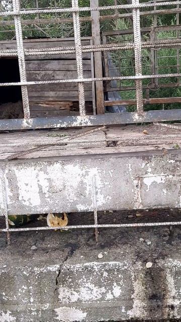 Бомж тур Владивосток-Волгоград на кей каре смотреть онлайн