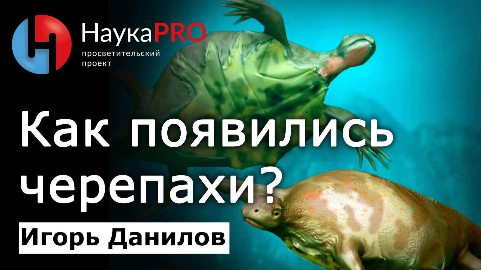 Откуда взялись черепахи: гипотезы происхождения – Игорь Данилов | Лекции по зоологии | Научпоп