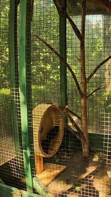 Вот что значит крутиться как белка в колесе . смотреть онлайн