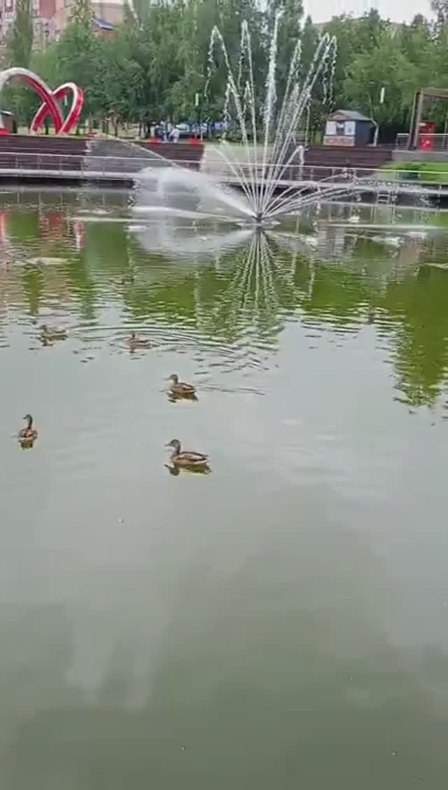 Утки и внезапный фонтан!_ 😲🦆⛲ #shorts #shortvideo #отдых #лето #фонтан смотреть онлайн