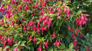 Приехали гости ,косим траву.