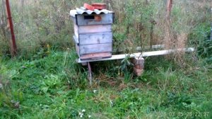 Какая осыпь клеща в разных семьях.