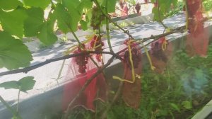 Виноград в Калужской обл.Эйнсет сидлис. 30.08.25.mp4