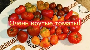 Потрясающе помидоры сезона 2025!