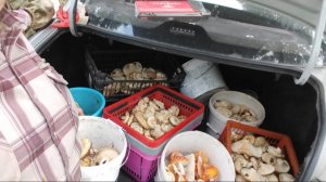 Есть возможность ЗАРАБОТАТЬ// нарвались на место // МУХОМОРЫ 🍄 //