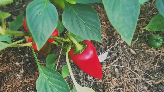 Дача!🏡 Обзор теплицы на 03.09.25.🍅Выкопали картошку.🥔Вкусный ужин.🍽 смотреть онлайн