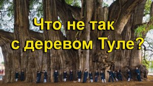 Что не так с деревом Туле?