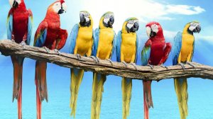 ГОВОРЯЩИЕ И САМЫЕ СМЕШНЫЕ ПОПУГАИ со всего мира | ПРИКОЛЫ С ПОПУГАЯМИ | FUNNY PARROTS часть 16