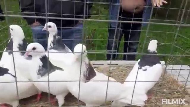 Голуби для души 750 Rus