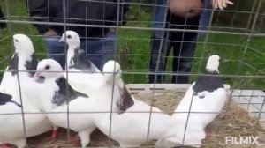 06.09.2025г Ярмарка голубей г. Ковров