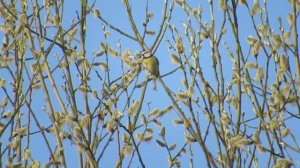 Лазоревка объедает ивовые серёжки