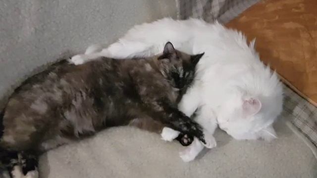 Леся и Сёма - Всё же любят друг-друга смотреть онлайн