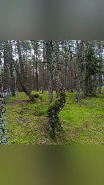 Сказочный (танцующий) лес. смотреть онлайн