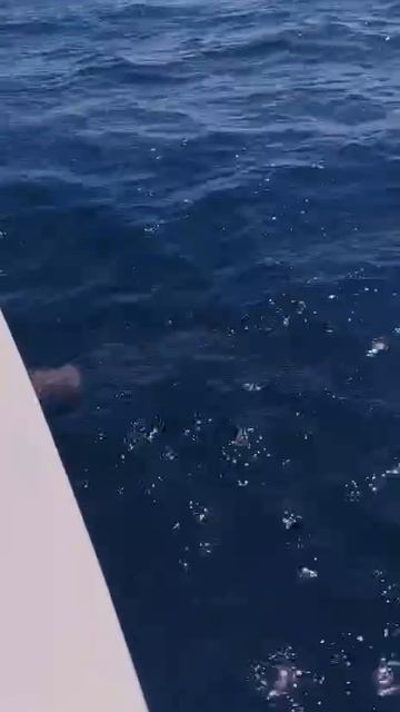 Поймали и отпустили морскую лису. смотреть онлайн