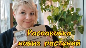Распаковка посылки с новыми растениями