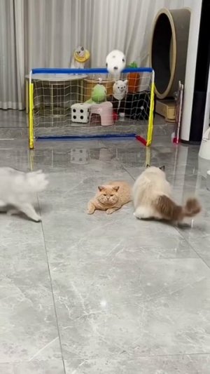 когда ты рыжий 😹😹😹