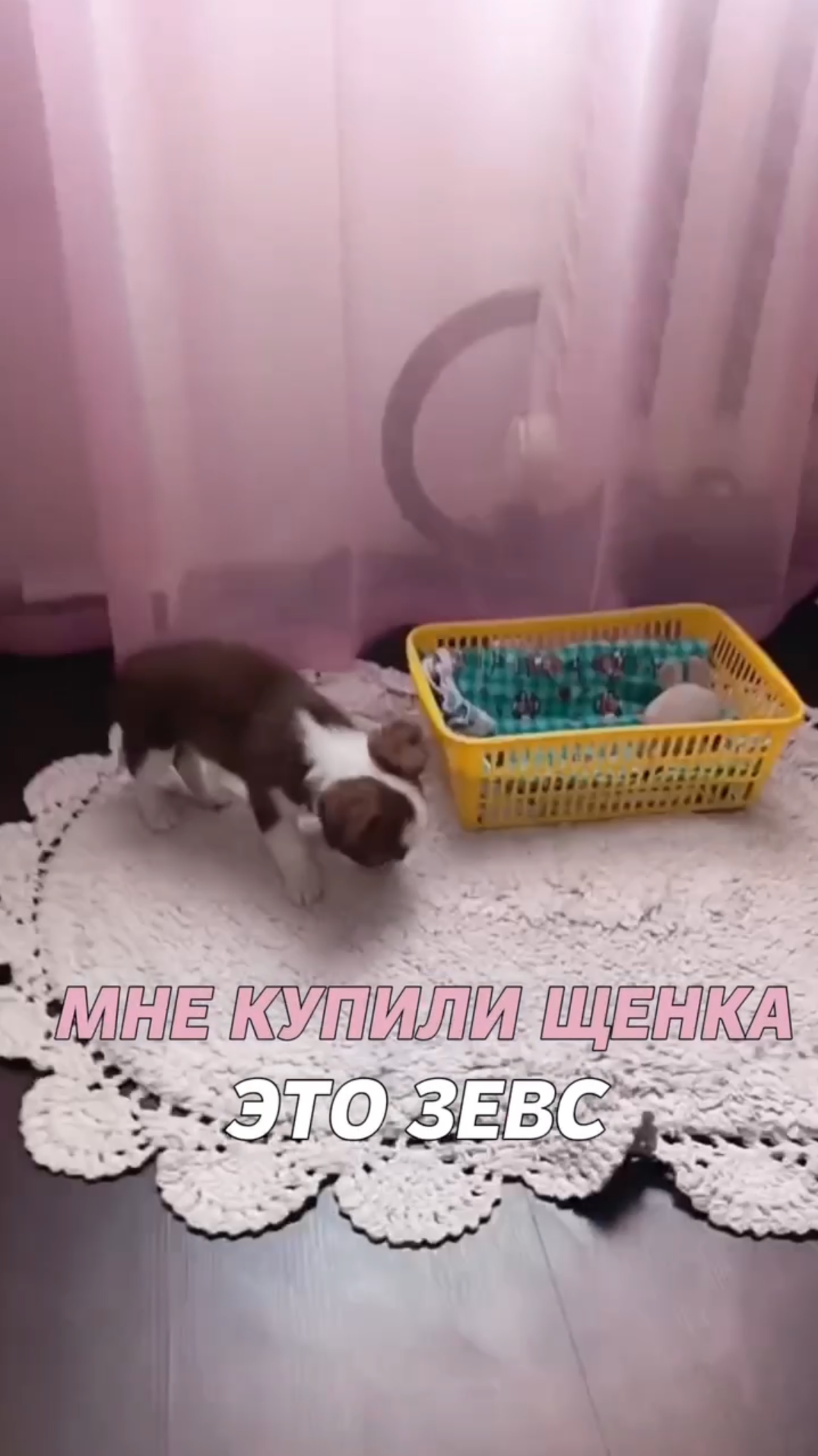 Мне подарили щенка - это Зевс смотреть онлайн