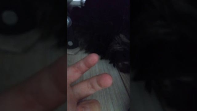 Ричи и дракон смотреть онлайн