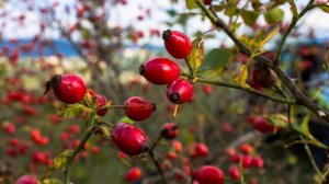 За шиповником и тёрном.