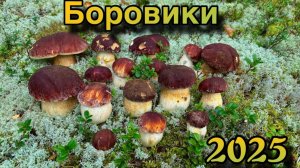 Сезон Боровиков 2025 открыт! / 95% чистых Грибов -это Шок!