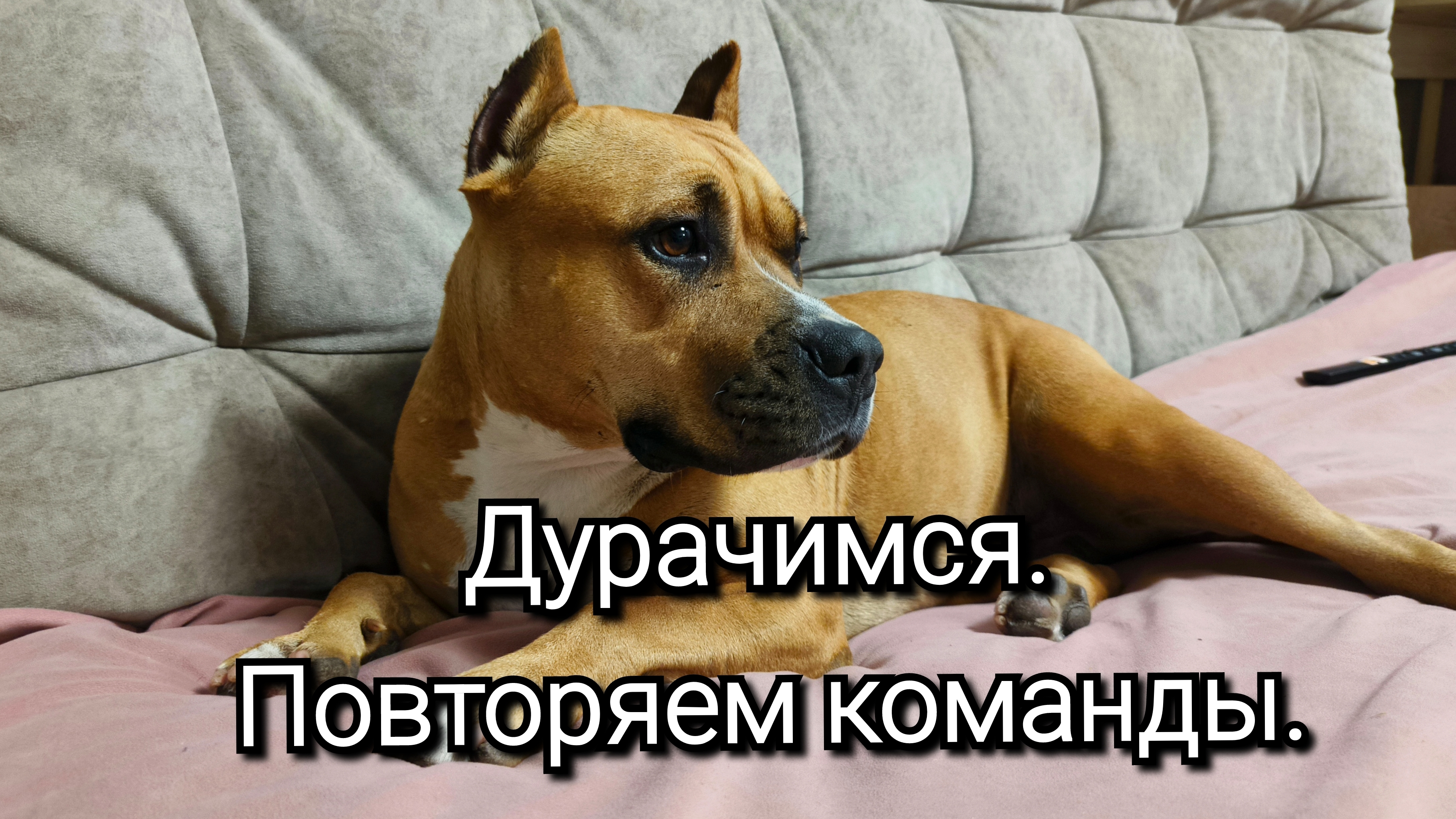 Учим команды со стаффом.Дурачимся. смотреть онлайн