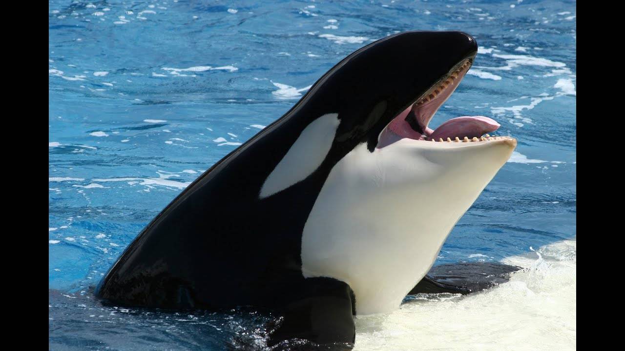 Полное шоу «Один океан» в SeaWorld (признано лучшим на YouTube)