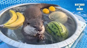 Выдры ненавидят летние фрукты... кроме этого!