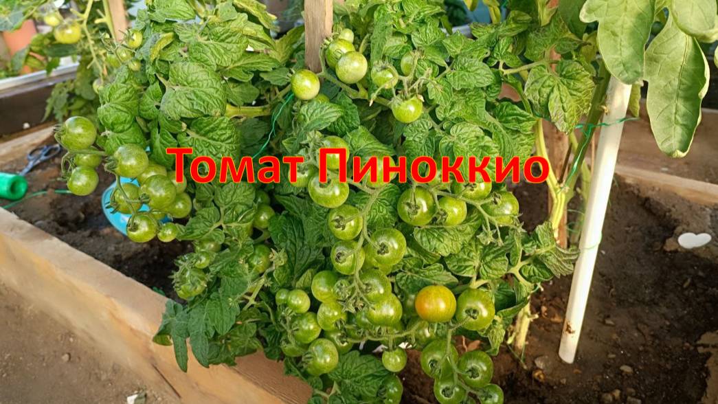 Томаты Пиноккио - сбор, хранение и заготовка смотреть онлайн