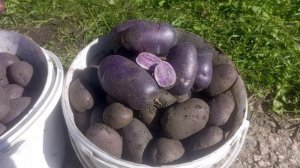 Красивый, вкусный и очень полезный! Картофель Аметист в 2025 году.