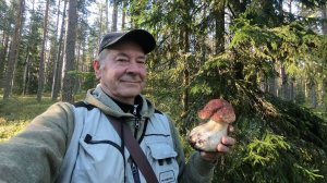 Боровики и Белый гриб в красивом сосновом лесу. Лодейное поле. Алёховщина.