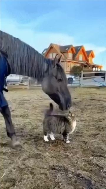Кошка и лощадь смотреть онлайн